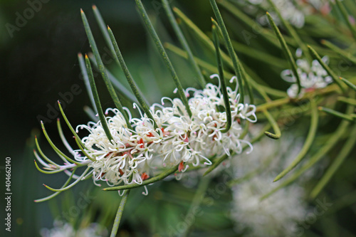 White needlebush flowers on branch photo