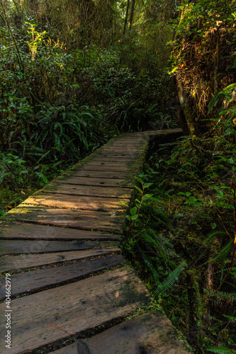 path in the woods