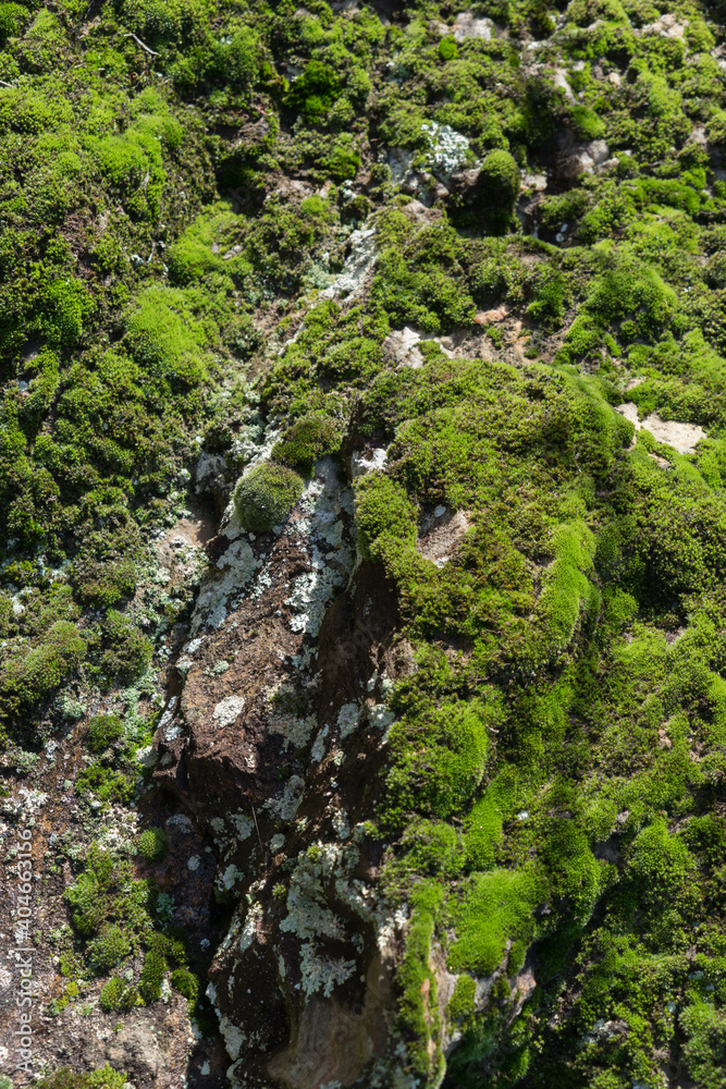 Landscape with rocks overgrown with fresh green moss Landscape with rocks overgrown with fresh green moss