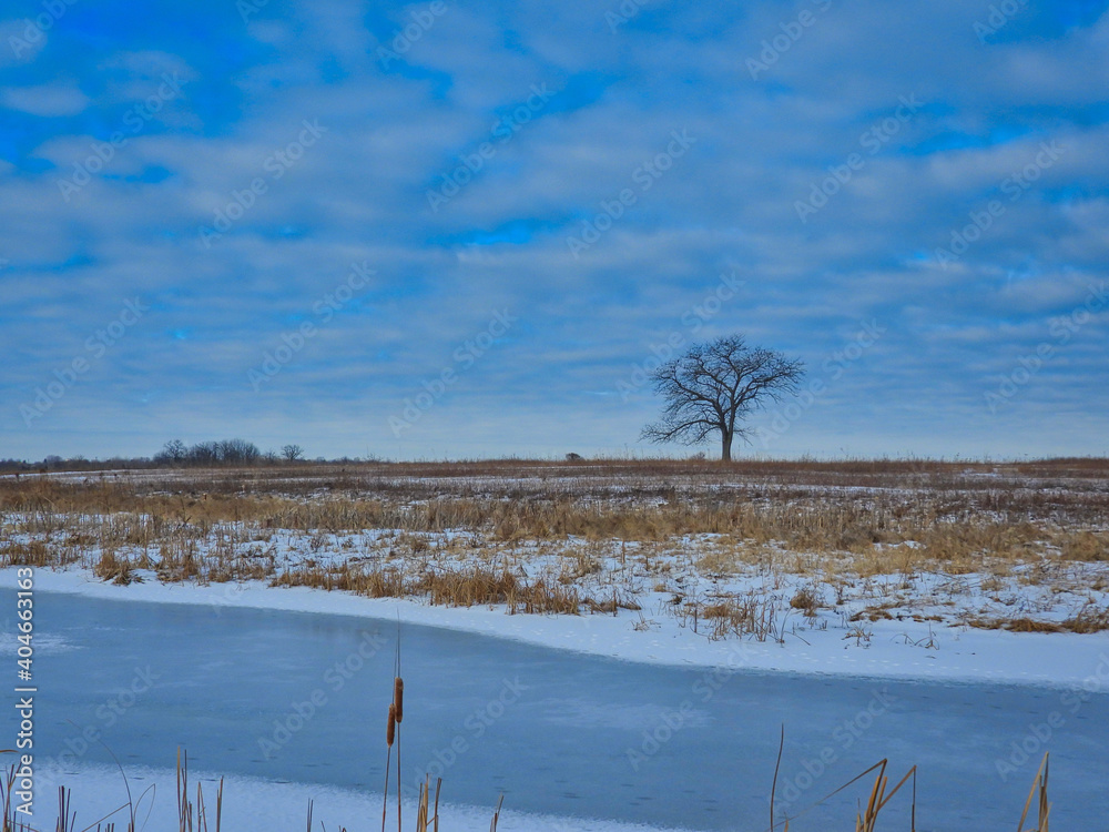 Landscape with Trees, Snow and Creek: Lone, bare tree sits on the snow covered prairie with a frozen creek in the foreground on a cold winter day in scenic landscape view