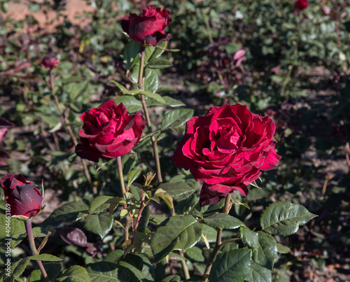 Roses in the garden. Closeup view of beautiful Rosa Grand Gala flowers of dark red petals  spring blooming in the park.