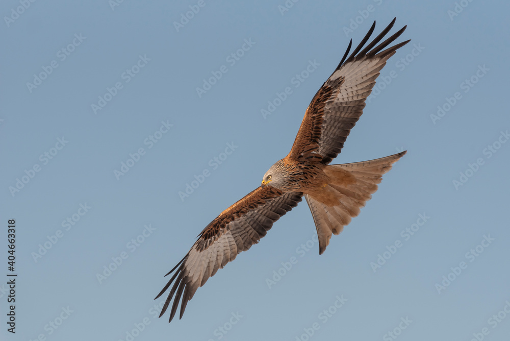 RED KITE MILVUS MILVUS flying with blue sky RED KITE MILVUS MILVUS flying with blue sky