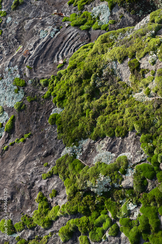 Landscape with rocks overgrown with fresh green moss