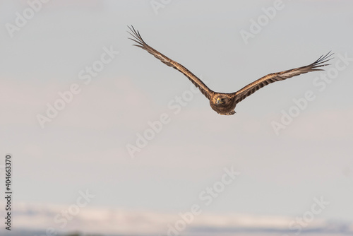 GOLDEN EAGLE AQUILA CHRYSAETOS young male flying in snowy landscape with NEGATIVE SPACE