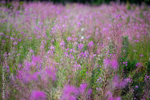 blurry lilac field blooming fireweed on a sunny day, horizontal