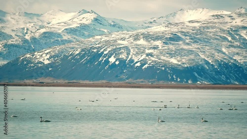 Swan bird lake winter mountains nature animal wild photo