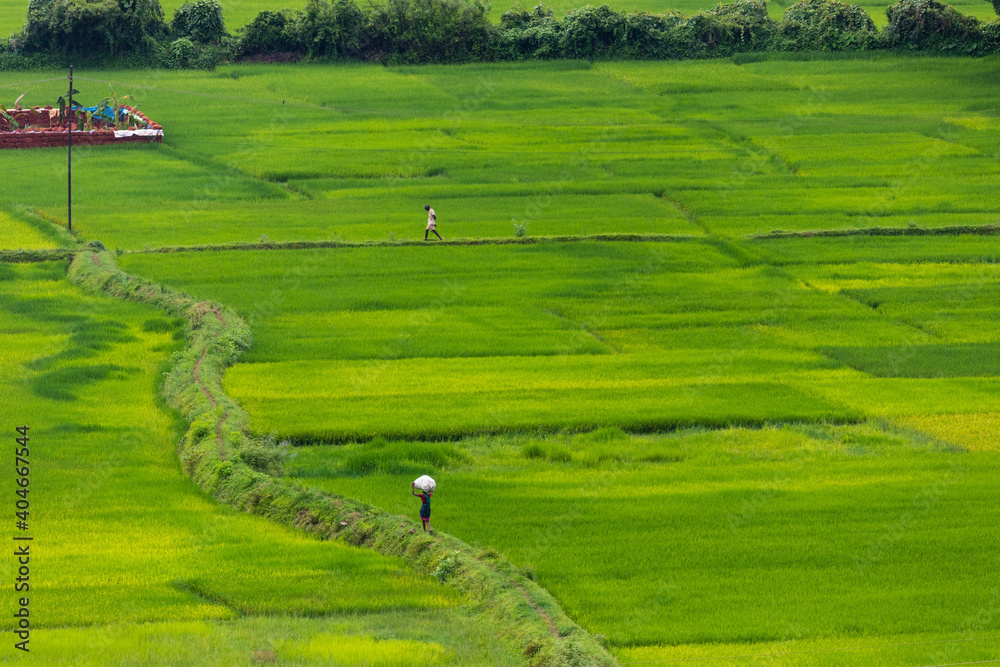 Aerial view of farmers walking through cultivated green agricultural land in Indian village side