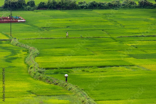 Aerial view of farmers walking through cultivated green agricultural land in Indian village side