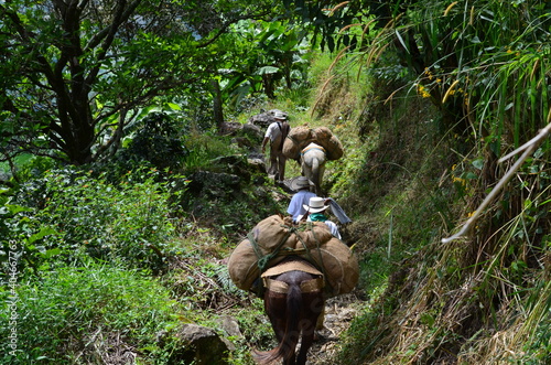 Foto Arrieros de Antioquia