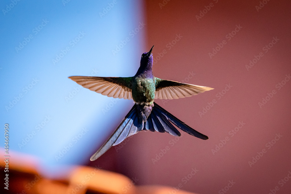 Obraz premium beija flor 