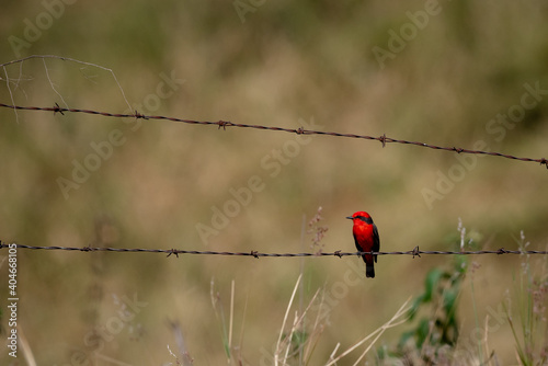 pássaro vermelho photo