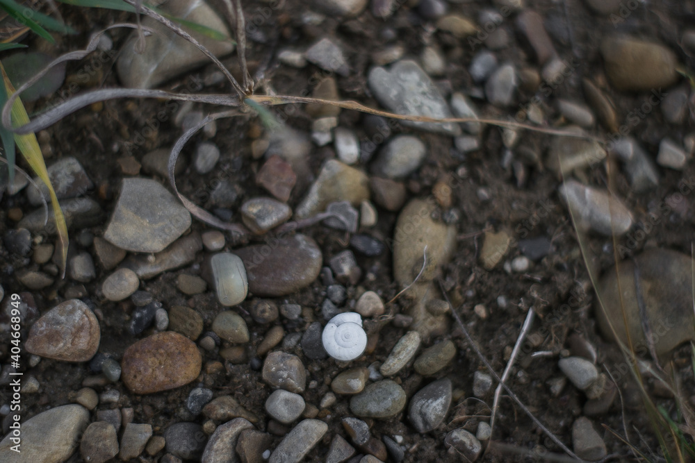 stones on the banks of a mountain river, a snail stones on the banks of a mountain river, a snail