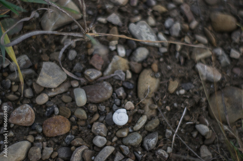 stones on the banks of a mountain river, a snail