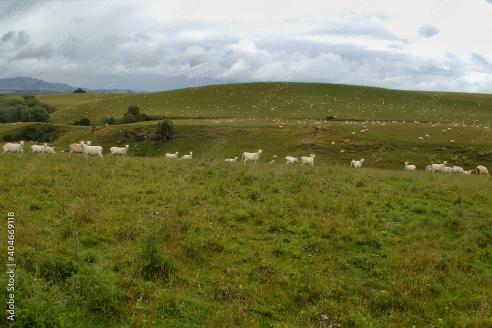Hundreds of Shorn Sheep in a Paddock NZ