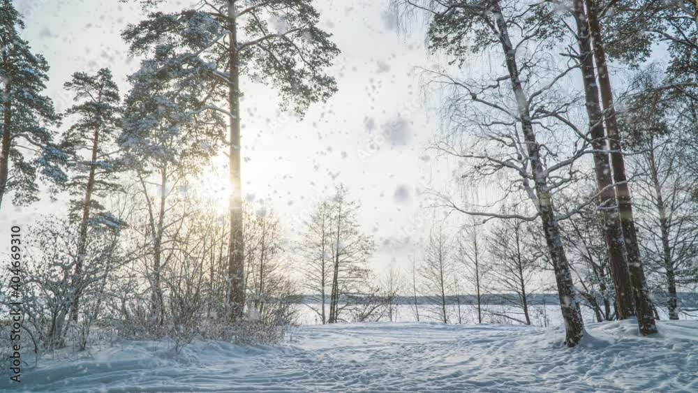 Hyperlapse in winter snowy forest during snowfall, beautiful winter landscape and snowfall Hyperlapse in winter snowy forest during snowfall, beautiful winter landscape and snowfall