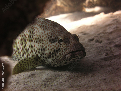Naklejka napoleon fish