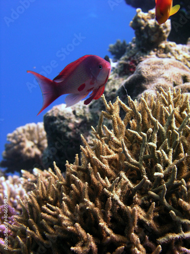 Obraz na płótnie fish and coral