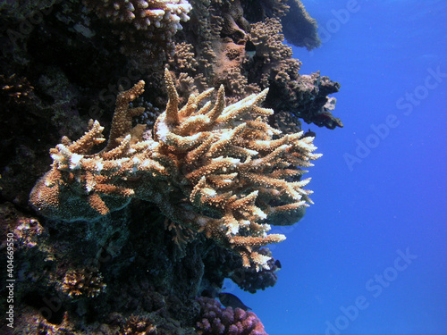 Fototapeta coral