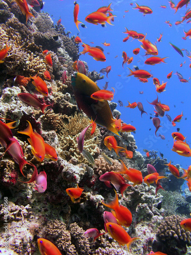 Obraz na płótnie fish and coral