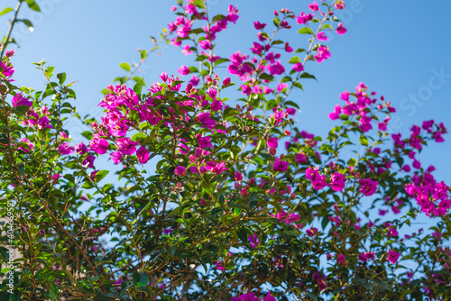 Bougainvillea in bloom. Beautiful magenta flowers and clear blue sky, floral background © Hanna Tor