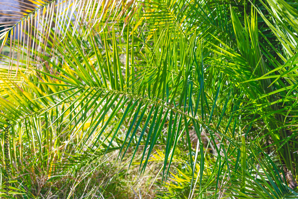 Date palm leaves close up as tropical green floral background. Date palm leaves close up as tropical green floral background.