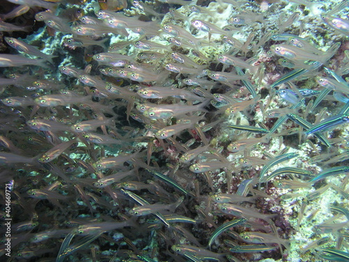 Obraz na płótnie school of fish