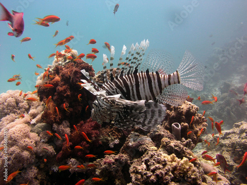 Obraz na płótnie lion fish