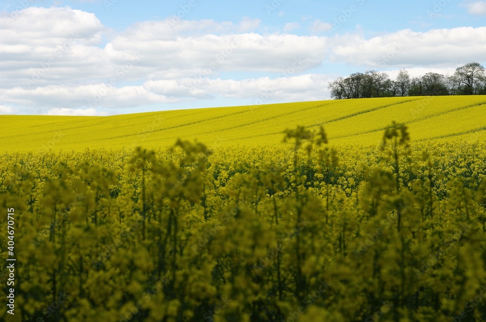 Pole rzepaku, kwitnące żółte kwiaty, rzepak, Kraków, Małopolska, Polska / Rapeseed field, blooming yellow rape flowers, Kraków, Małopolska, Poland