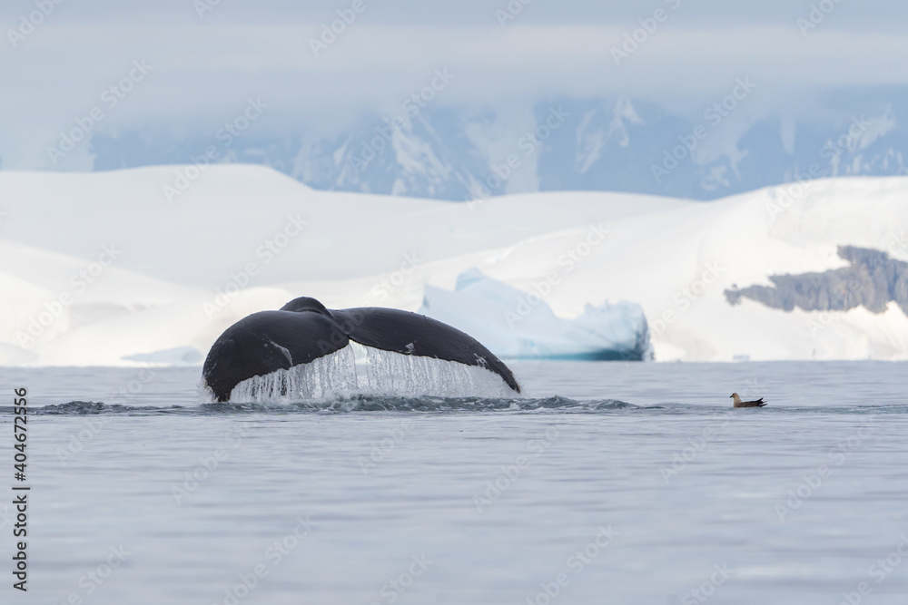 Fototapeta premium Whale fluke with Antarctic Skua