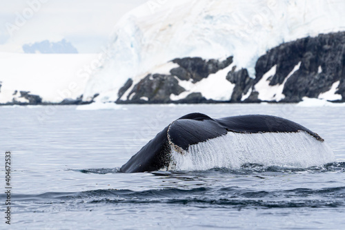humpback whale diving, displaying its fluke against the backdrop of glacial ice on the mountains