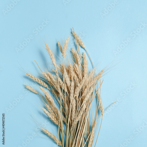 wheat ears on a blue background