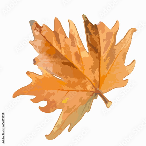 Maple leaf on a white background. Isolate. Autumn came, September, back to school, deciduous