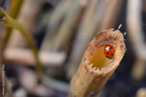 Photography Seven-spotted ladybird has black head and thorax pair of white spots each short