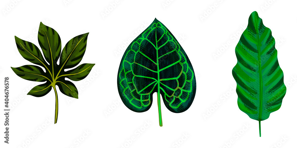Four tropical leaves. Hand drawn leaves illustration Four tropical leaves. Hand drawn leaves illustration