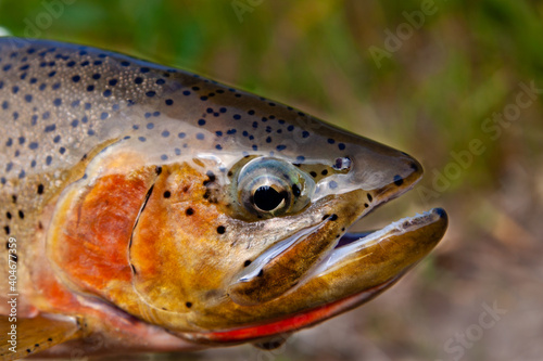 The unique markings and colours glow in the sunlight in this portrait of a Westslope Cutthroat Trout