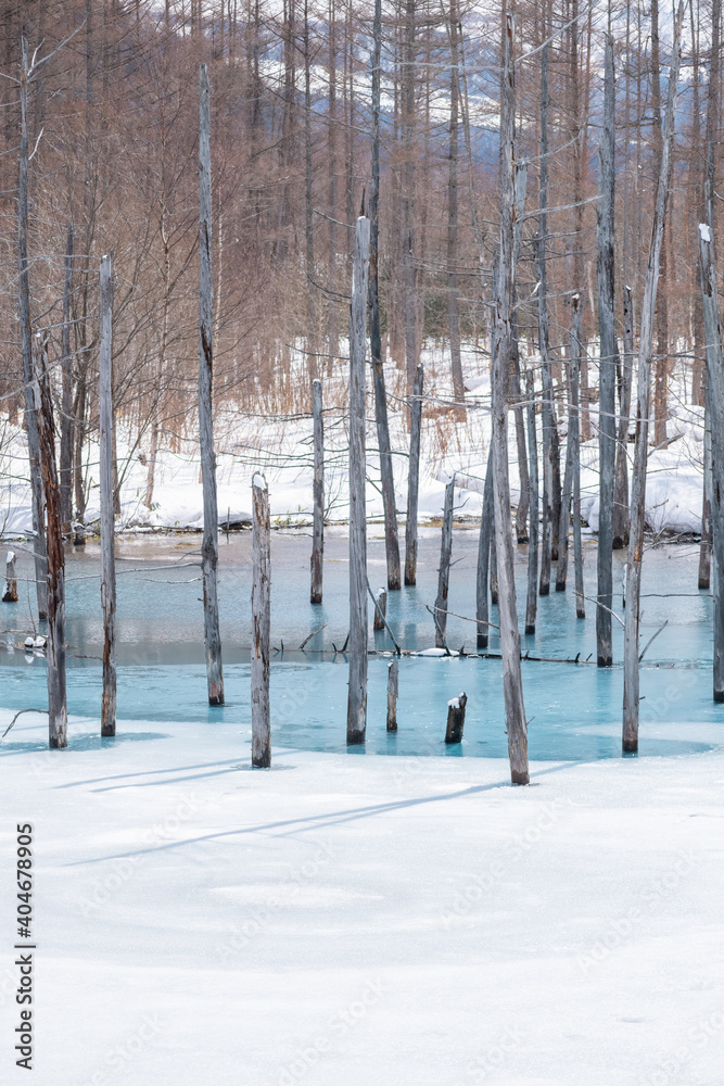 Fototapeta premium 氷が溶け始めた青い池 美瑛町 
