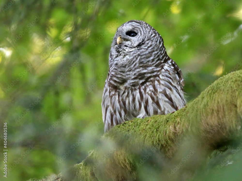 Fototapeta premium Barred Owl Profile