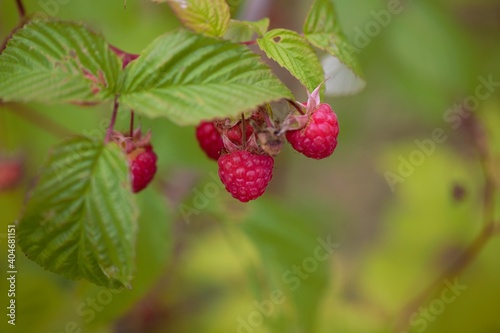 Raspberry ripe on the vine waiting to be picked. 