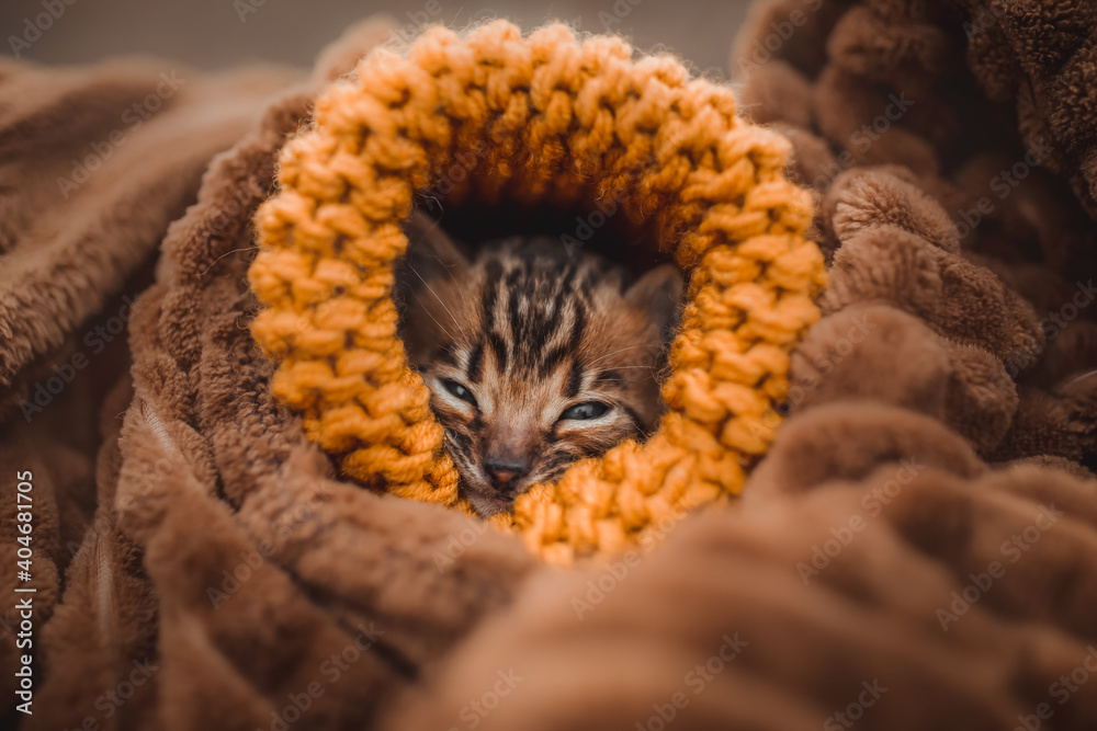 Bengal kitten in yellow hat Bengal kitten in yellow hat