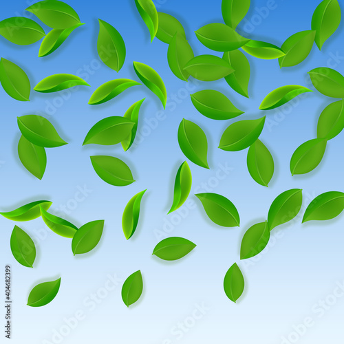 Falling green leaves. Fresh tea neat leaves flying. Spring foliage dancing on blue sky background. Adorable summer overlay template. Pleasant spring sale vector illustration.