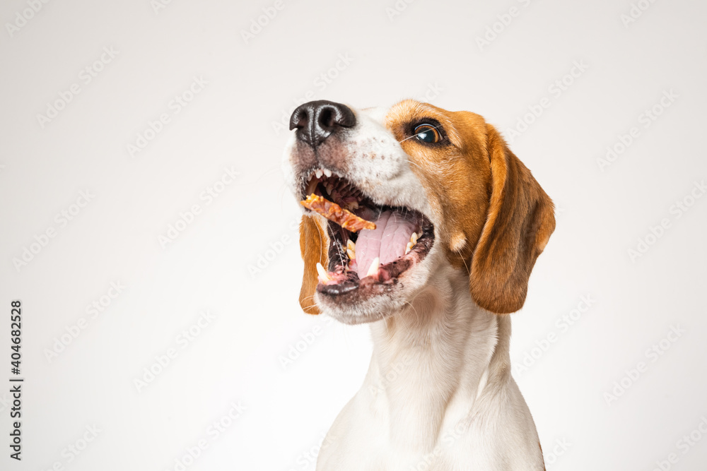 Beagle dog portrait isolated on white background. Studio shoot