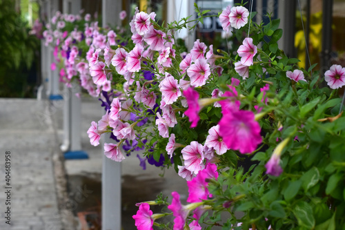 Beautiful pink flowers Looking fresh