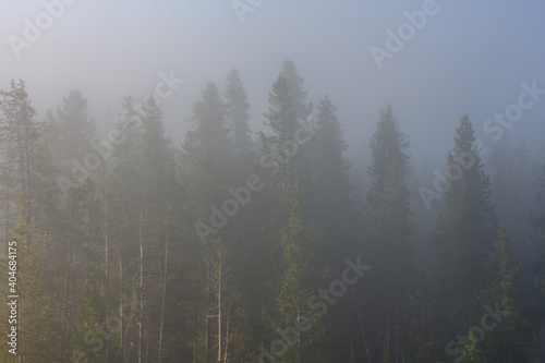 Fog Through Trees in Wyoming Wilderness on a summer morning