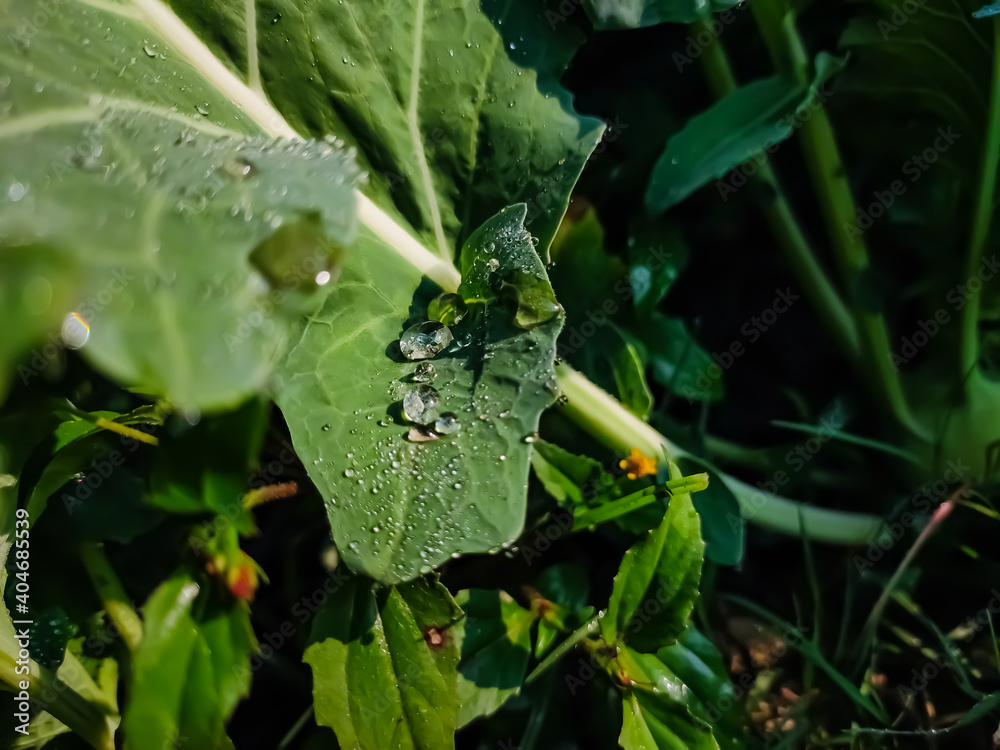 Water drop on the cauliflower leaf close-up macro shot in a winter morning in india. Water drop on the cauliflower leaf close-up macro shot in a winter morning in india.
