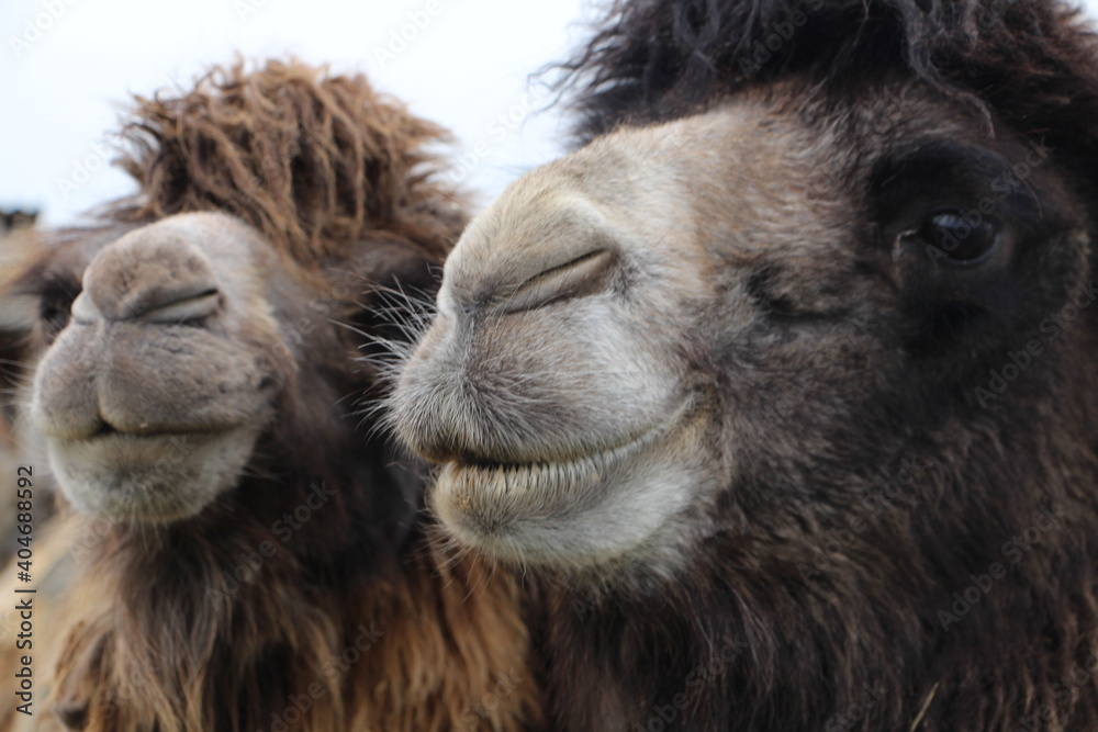 Camel fury dromedary  friends