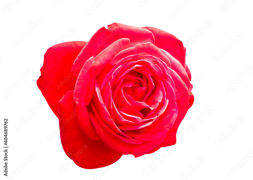 Rose pink flowers Rose pink flowers
