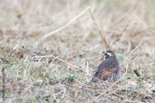 dusky thrush in the filed