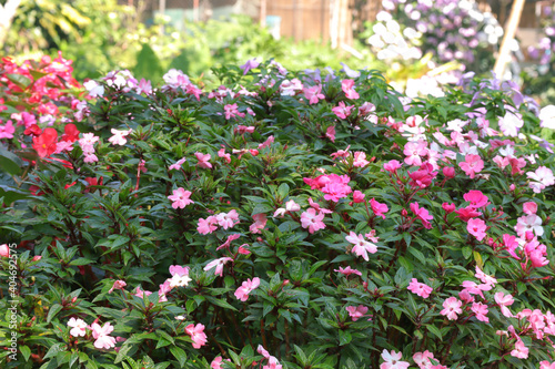 Background of New Guinea Impatiens flowers, Impatiens hawkeri w.bull, New Guinea Hybrids in the garden © Yuphayao Pooh's