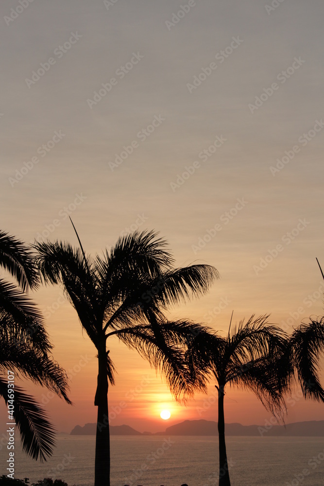 Sunset beach palm sun sea summer tree tropical 