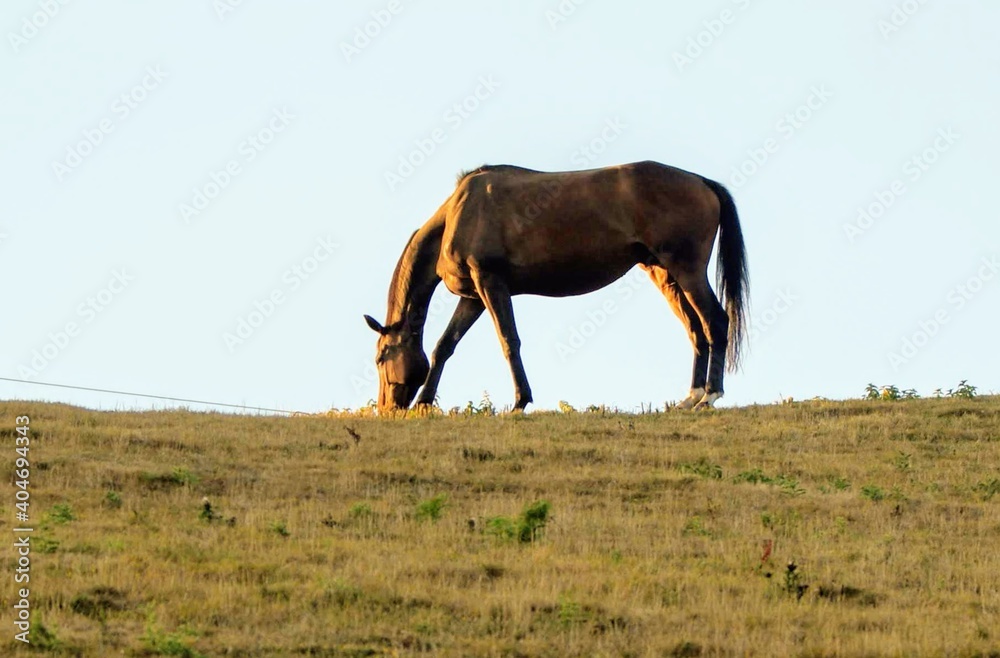 Horse Grazing In A Field - obrazy, fototapety, plakaty 